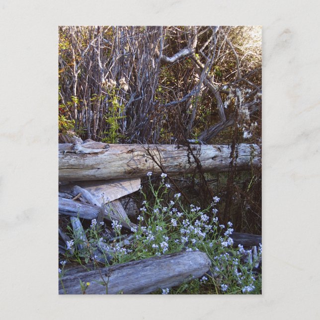 Carte Postale Whidbey Island 1 (Devant)