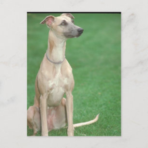 Carte Postale Whippet