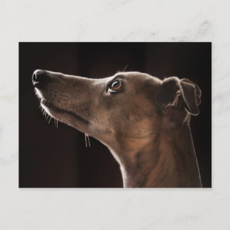 Carte Postale Whippet