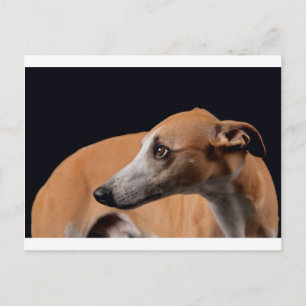 Carte Postale Whippet