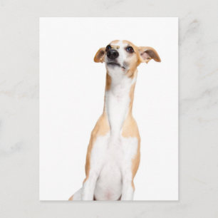 Carte Postale Whippet