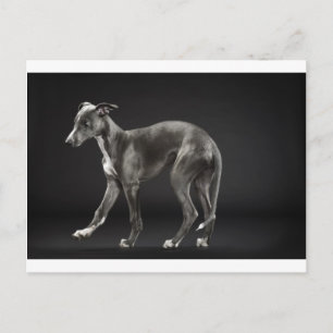 Carte Postale whippet bleu bébé
