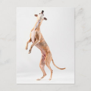 Carte Postale Whippet debout