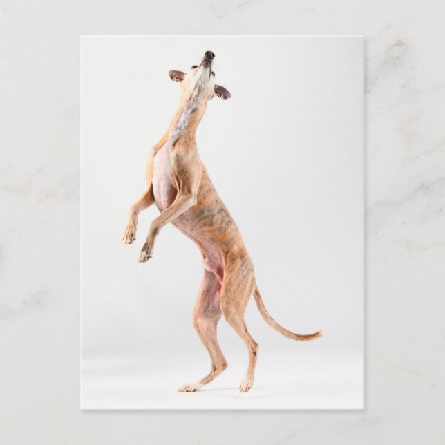 Carte Postale Whippet debout (Devant)