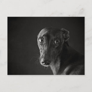 Carte Postale Whippet noir