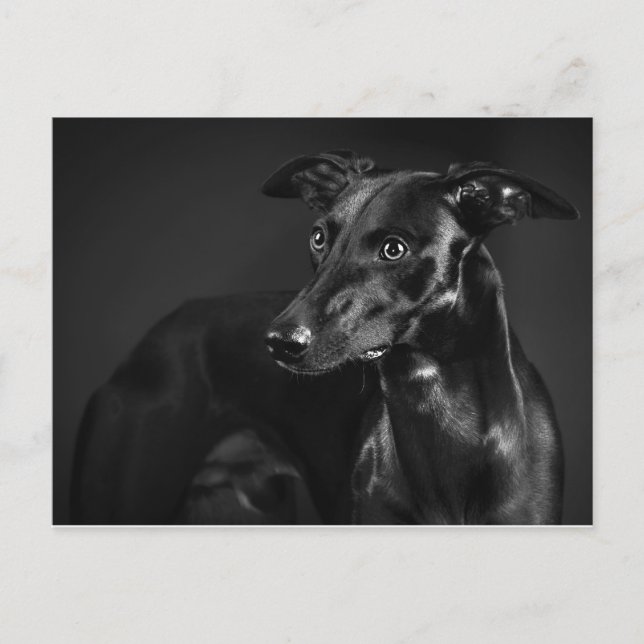 Carte Postale Whippet noir (Devant)