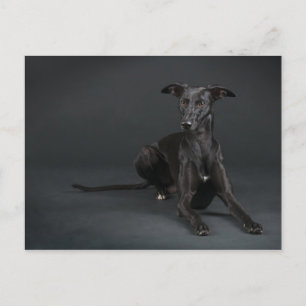 Carte Postale Whippet noir