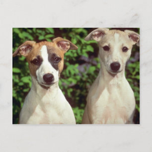Carte Postale Whippets