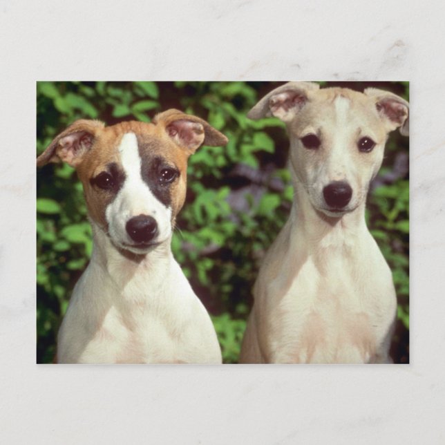 Carte Postale Whippets (Devant)