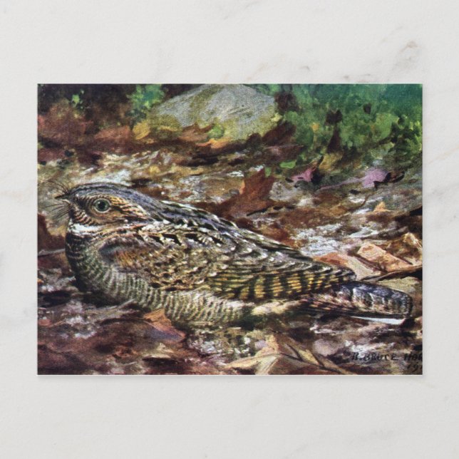 Carte Postale Whipporwill caché (Devant)