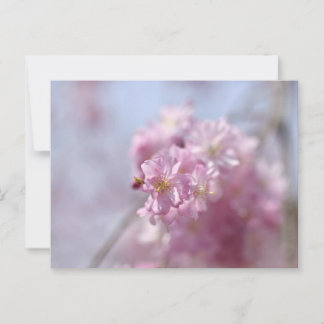 Carte Postale Whispers de Sakura doux