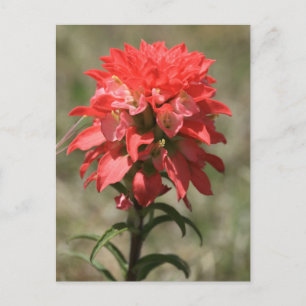Carte Postale Whispers of the Wild : Indian Paintbrush