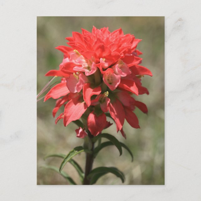 Carte Postale Whispers of the Wild : Indian Paintbrush (Devant)