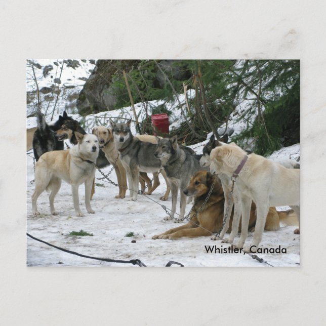 Carte Postale Whistler, Canada (Devant)