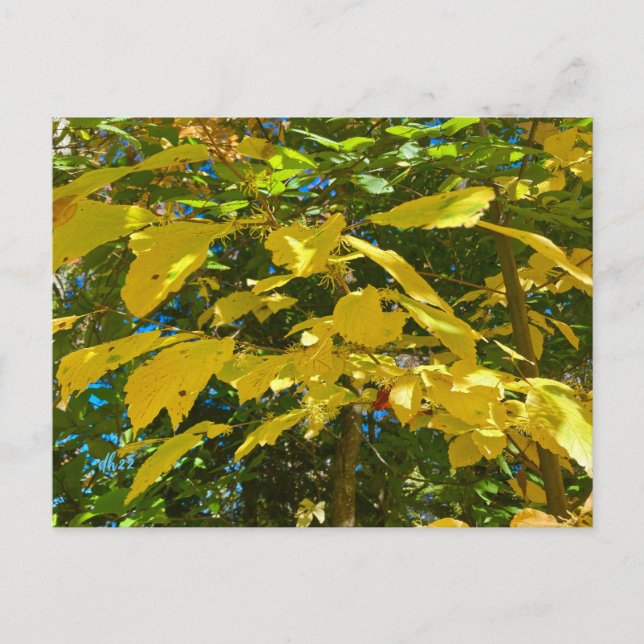 Carte postale Whitcher Hazel (Devant)