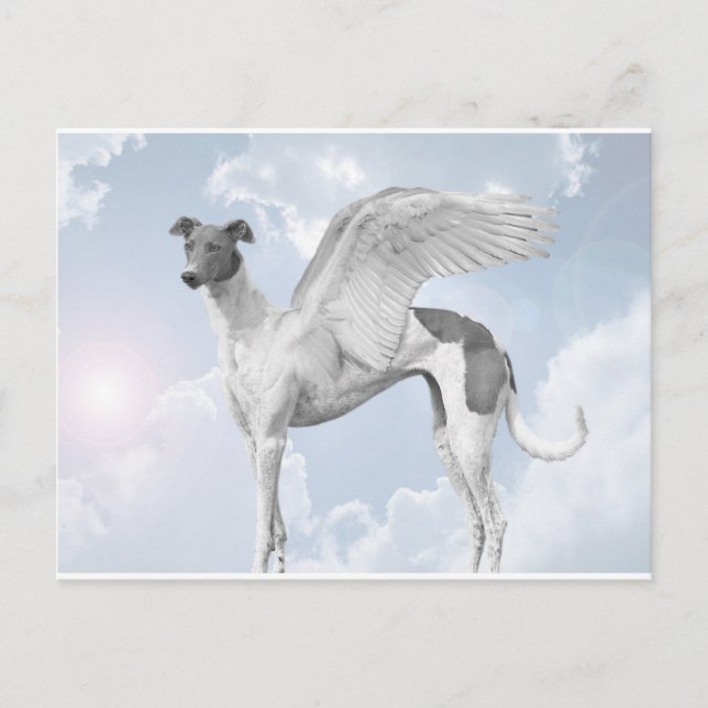 Carte Postale White Angel Greyhound (Devant)