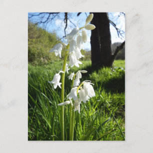 Carte postale White Bluebells