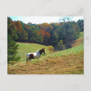 Carte Postale White & Brown horse, Autumn pond