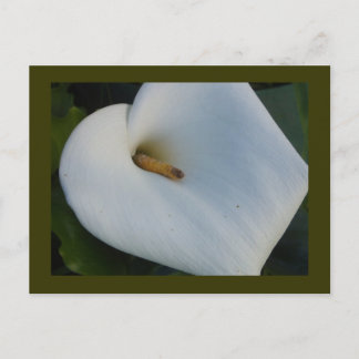 Carte Postale White Cala Lily