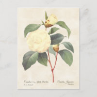White Camellia Japonica Vintage Botanique