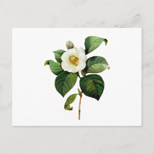 Carte Postale White Camellia par Pierre Joseph Redoute
