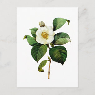 Carte Postale White Camellia par Pierre Joseph Redoute