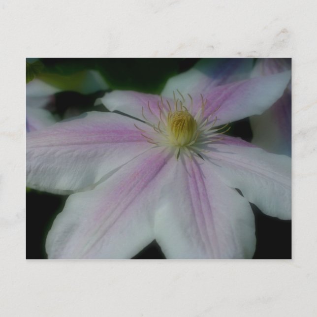 Carte Postale White Clematis (Devant)