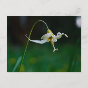 Carte Postale White Fawn Lily 01