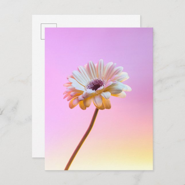 Carte postale White Gerbera Daisy (Devant / Derrière)