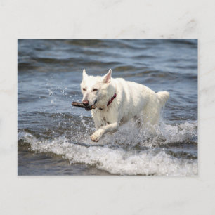 Carte Postale White German Shepard sur le lac George
