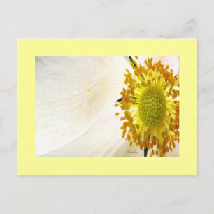 Carte postale White Globe Flower