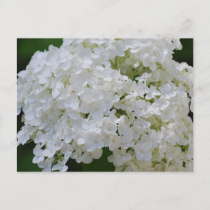 Carte postale White Hydrangeas