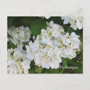 Carte Postale White Hydrangeas