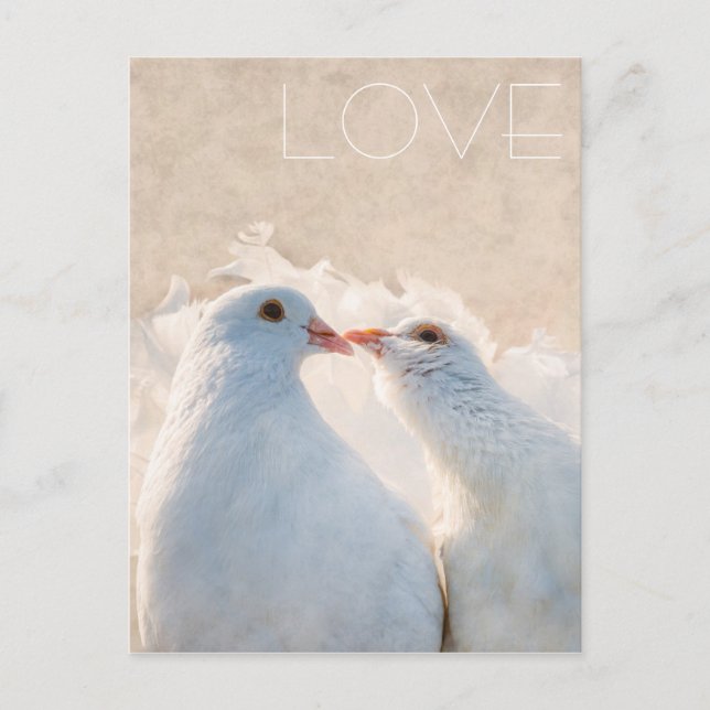 Carte Postale White Kissing Doves - Love personnalisable (Devant)