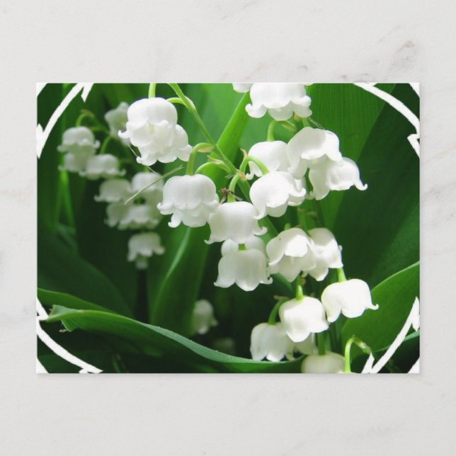 Carte postale White Lily of the Valley (Devant)