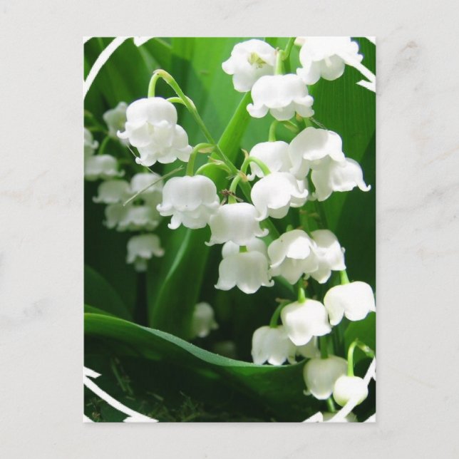Carte postale White Lily of the Valley (Devant)