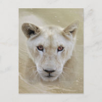 White Lion Spirit Guerrier Afrique