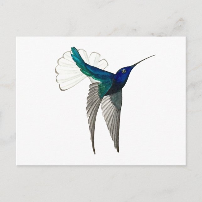 Carte Postale White-necked Jacobin Hummingbird (Devant)