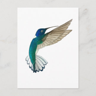 Carte Postale White-necked Jacobin Hummingbird