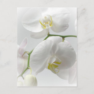 Carte Postale White orchid