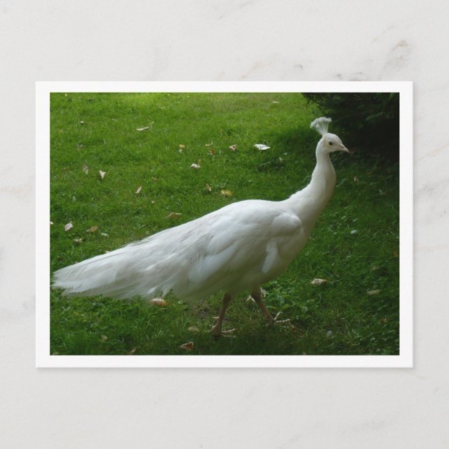 Carte Postale White Peacock (Devant)