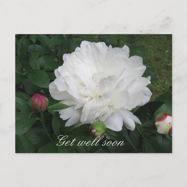 Carte postale White Peony (Devant)