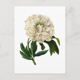 Carte Postale White Peony Par Pierre Joseph Redoute