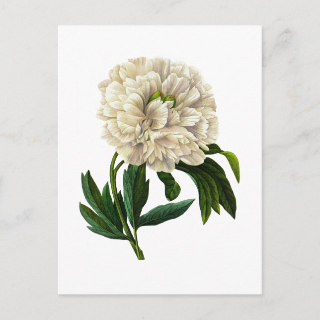 Carte Postale White Peony Par Pierre Joseph Redoute (Devant)