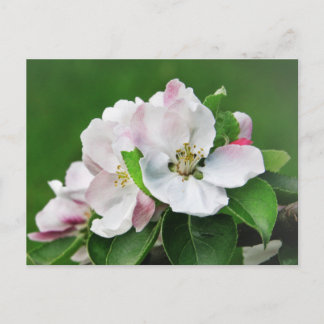 Carte Postale White Pink