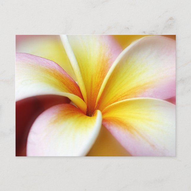 Carte Postale White Plumeria Frangipani Hawaii Flower Hawaiian (Devant)
