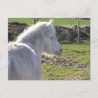 Carte postale White Pony