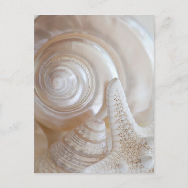 Carte Postale White Seashell Starfish Tropical Beach Sea Shells (Devant)
