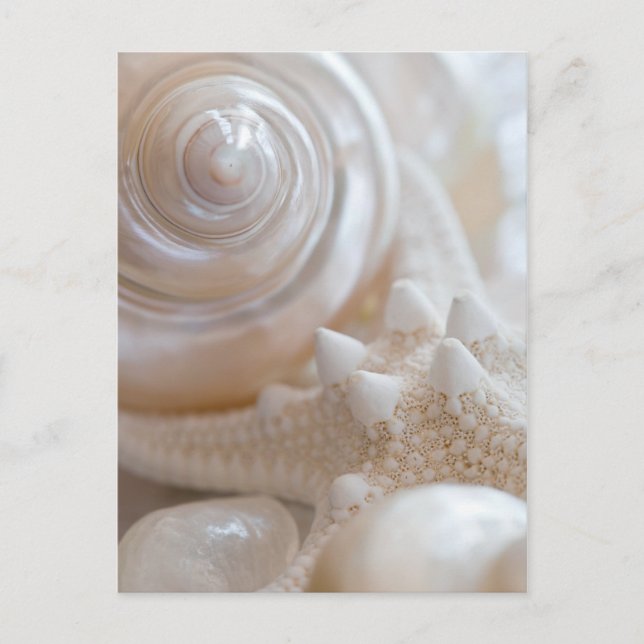 Carte Postale White Seashell Starfish Tropical Beach Sea Shells (Devant)