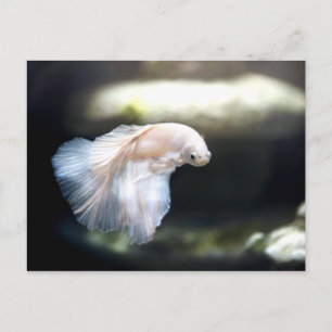 Carte Postale White siamese Fighting Fish